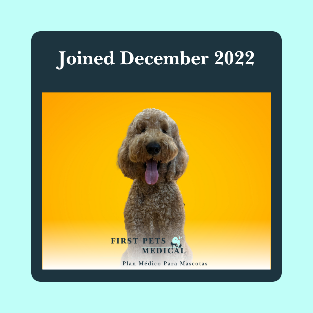 Pet Medical Health Plan – First Pets Medical